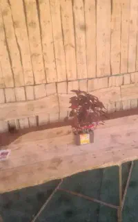 استخدام باریستا