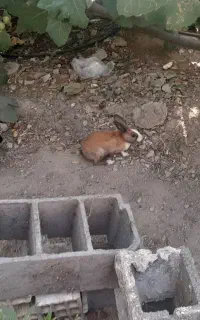 یک جفت خرگوش نژاد خوب