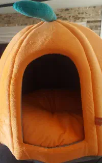 اتاق گربه