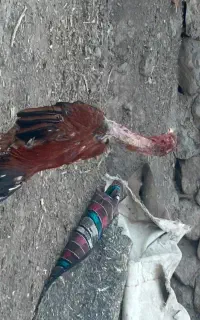 خروس تاج مهر