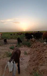 میش بره شیشک بز