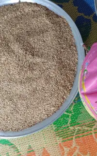 فروش بذر فلفل دلمه ای دستی از نوع هانرس