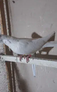 کبوتر