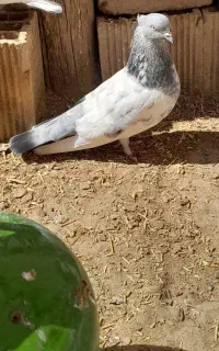 گفتر خوب و سالم 5 عده