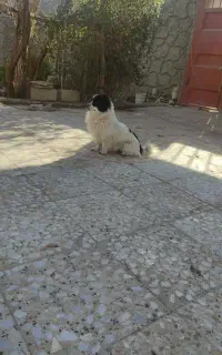 واگذاری نرو . لاس پاپی با توله هاشون
