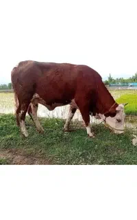 گاو سمینتال