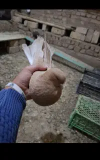 سرول
