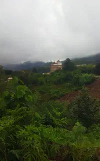 برش درخت، قطع درخت