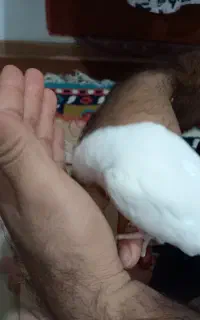 عروس هلندی سفید خالص