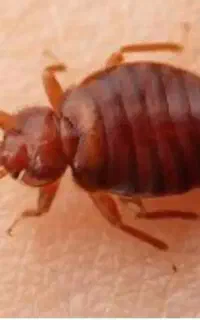 سم پاشی بدون بو ساس سوسک موش (کل مناطق با ضمانت )