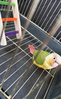 طوطی گرینچیک