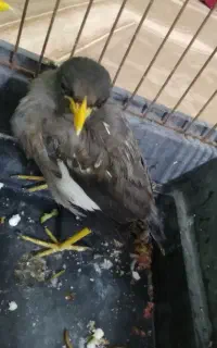 جوجه مرغ مینا دو ماهه