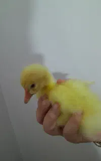۲۷ عدد جوجه غاز ۱ روزه