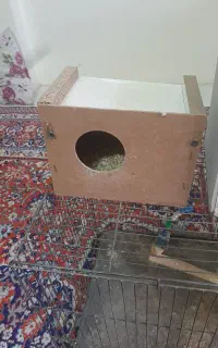 قفس