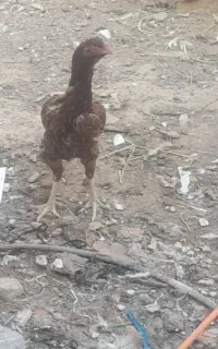 مرغ خروس