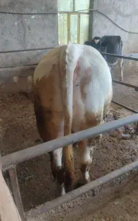 گوساله