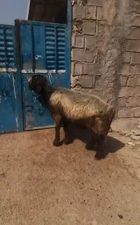 نرمیش ته سیاه داشتی نمونه