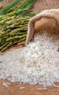 ثبت سفارش برنج و چلتوک چمپا لوداب برای پاییز