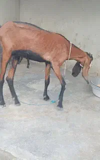 گوسفند گم شده ی این که دزدیده شده
