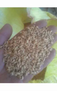 گندم بشرط نان