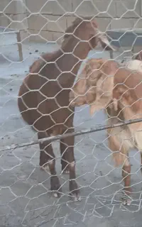 دوعددبزداشتی وقصابی