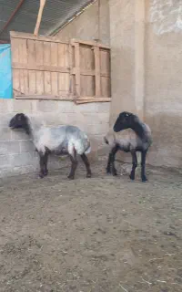دو عدد میش