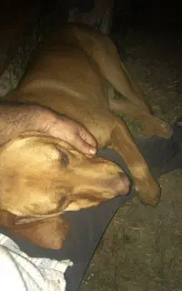 گمشده