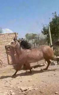 نریان بامدارک
