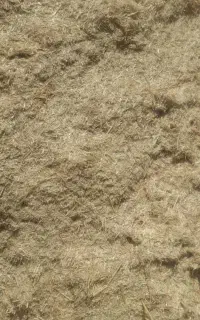 کاه گندم