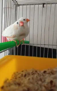 مجسمه فنچ نر ماده معاوضه