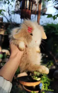 شارژ مجدد حیوانات