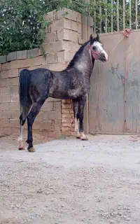 فروش نریان