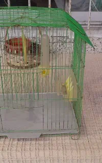 قفس پرنده در حد نو