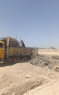 خرید انواع چوب و کارتون موزی