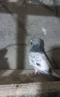 کله دم نقره ای نر.کاکلی مستوخوش پرش