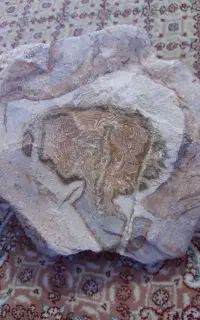 سنگ های تزئینی
