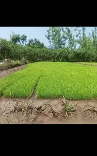 تیم باکس