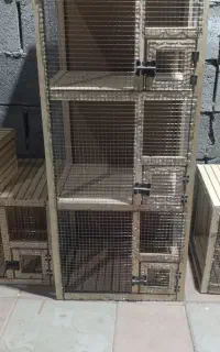 قفس