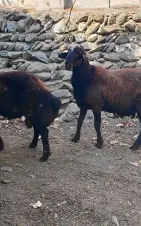 قوچی قوچ شیشک  بره