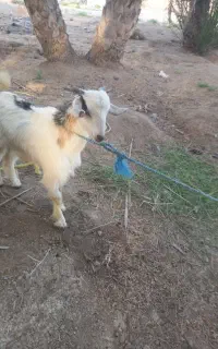 سلام چپشت چاق سرحال