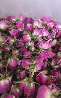 غنچه ی گل محمدی