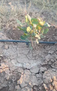 باغ پسته ۱۵۰۰متری لوله کشی شده