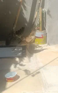 لری و گلین لری