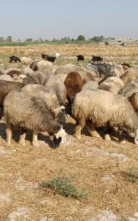 فروش تعداد 45 راس شیشک میش داشتی روزگاری