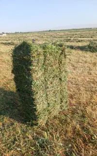 علوفه یونجه‌