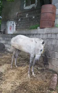 اسب آرام و بچه سوار