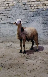 بره نر