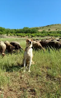 سگ گله ای
