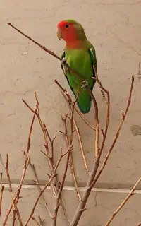طوطی برزیلی