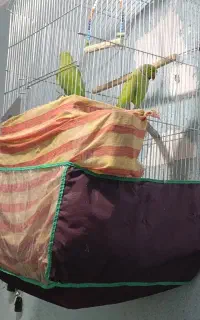 طوطی